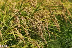 最大的大米出口国印度开始“屯粮”图片