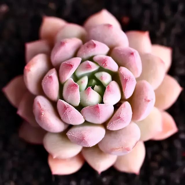 270种常见多肉图谱，一分钟认全！