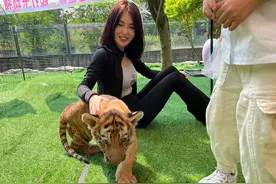 东莞首个动物幼儿园开园啦！国庆三只虎宝邀你来“撸”图片