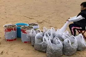 烟台海肠爆发，赶海人：感谢大自然，一晚挣十万，还有遍地泸沽虾图片