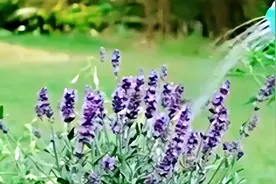 喷壶不用买，手工制作很简单，种菜浇花很轻松图片