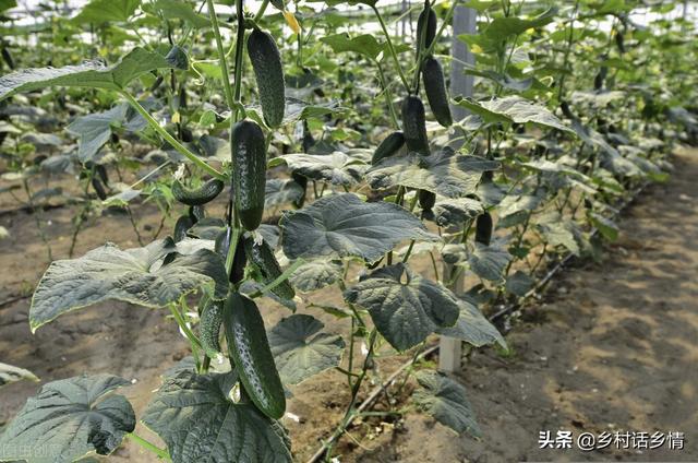 这三个配方在农业种植上，已经用了五六年，效果确实挺好的