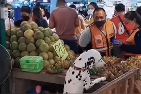 男子不顾家人反对救爱犬，却意外带来好运，狗狗“卖水果”受欢迎图片