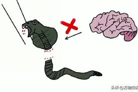 19年浙江老伯捡眼镜蛇炖汤，砍下的蛇头突然“复活”，险些失明图片