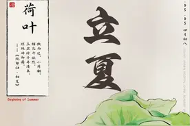 【广医节气】立夏之荷——荷叶图片