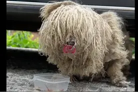 流浪狗差点咬伤女生，被救助后它竟表达歉意，一直要求被她抚摸！图片