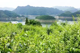 余庆将举行“苦丁飘香”万人品茗活动！地点就在…图片