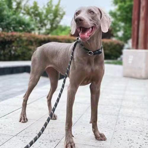 大丹犬在中国可以养吗及饲养注意事项