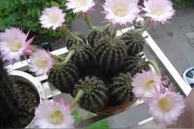 3月仙人球长得快，狠狠做到这“3点”，又长小崽，又开花还变胖图片