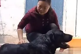 男子捡到一条黑狗，以为是没人要的流浪狗，没想是汶川救援功勋犬图片