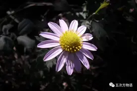 植物图鉴 | 青岛常见野生菊科植物46种图片