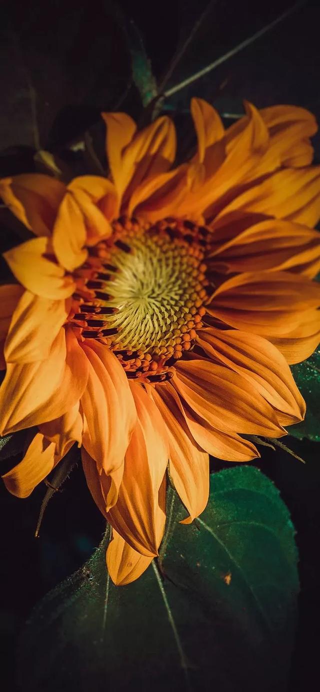 向阳而生,唯美的向日葵壁纸,全屏高清无水印