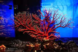 台湾行之红珊瑚图片