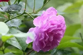 没有身份的灵魂伴侣，如何安放“莫名上头的占有欲”？图片