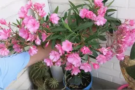 5种“不健康花”，都含有毒性，室内要慎养图片