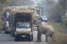 拦下运甘蔗卡车！印度大象在马路上收“过路费”，专家：不要阻止图片