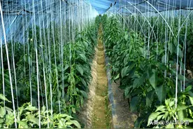 辣椒、西红柿、茄子整枝摘叶，别摘得太早了，真实经验告诉你图片