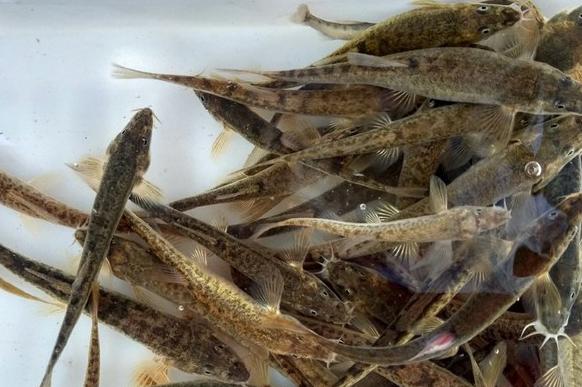 榛戦緳姹熼奔绫讳箣鈥滀笁鍗佷簩鏉傞奔鈥濆浘璋? onerror=