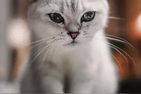 养猫一个月的感受图片