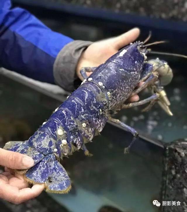 40头的花胶是几级 2025年花胶40头是什么意思?