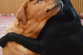 狗狗交配时，为何会发出“惨叫”呢？图片