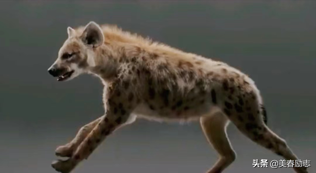 盘点非洲10大危险动物，为何狮群被集体团灭？谁才是非洲王者？