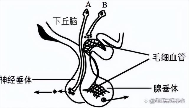 高中生物-人体内环境稳态的生理意义及调节