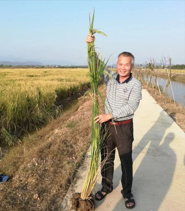 盐碱地产出的海水稻,稻米红如胭脂,口感难吃为何还要大量种植?