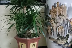 家中花，门前草，日子过得好不好，一看就知道图片