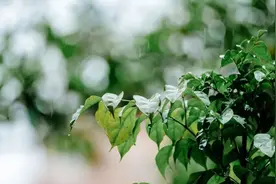 一天一首古诗词 | 宋词，万俟咏《长相思·雨》图片