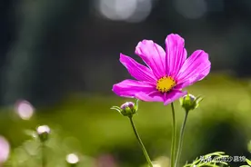 《骆驼祥子》：娶了虎妞，为什么祥子总是觉得不甘心？图片