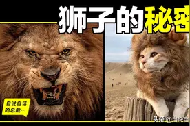 狮子：睁眼瞎，没耐力，胃不好，跑不快，还阴险狡诈？图片