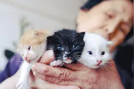 猫生短暂，大致分为6个阶段，能走到最后也算是圆满图片