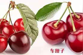 真香：国产樱桃不如车厘子好吃？不见得！国产樱桃甜蜜地图来了图片