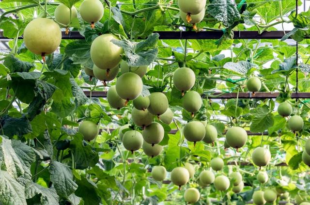 种菜用好这3种肥料，长势好、病害少、产量高，经验老农分享