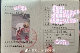 晒大金毛的狗证照片，结果被全网嘲笑了，哈哈哈狗不要面子的吗？图片