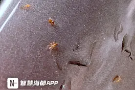 福州一市民车停路边2小时车身爬满飞虫！专家：对人无害图片