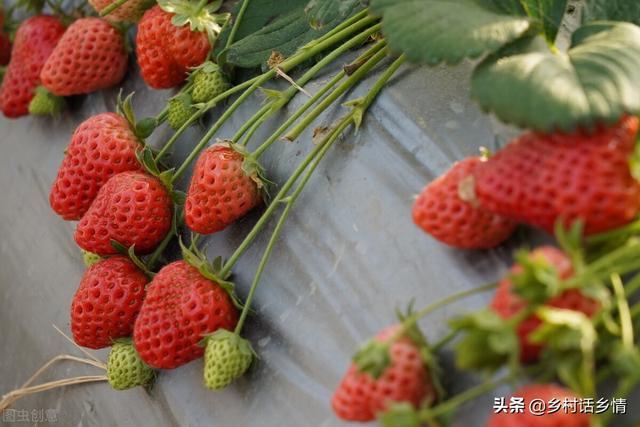 鎵€鏈夌摐鏋滀綔鐗╂灉瀹炶啫澶ф湡锛岀敤杩欎釜鍠蜂袱閬嶏紝鑶ㄥぇ蹇€佸浜у張濂藉悆