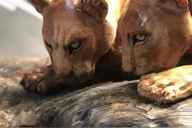 如果豹子雕刻技艺有分段位，大家给他青铜还是白银，或者王者图片