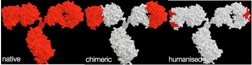 抗体药物开发平台