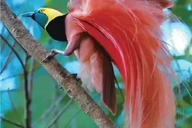 比凤凰还漂亮的极乐鸟精美图片图片