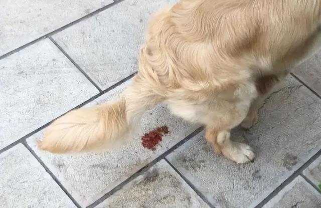 狗狗经常腹泻拉肚子是怎么回事?主人看看这个就知道了