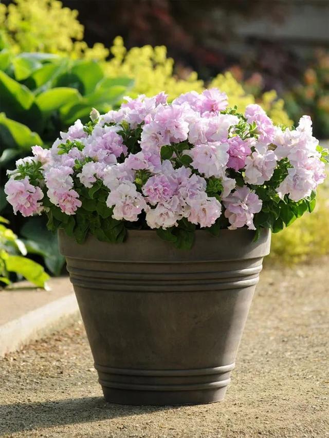 采光好的阳台,就养4种"耐热花",耐热又耐晒,从春开到夏