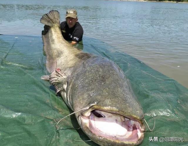 除了鳄雀鳝,世界上还有这些巨型淡水鱼
