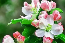 全屏壁纸：妖艳欲滴的花朵图片