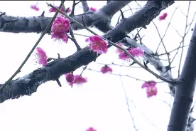 不到园林 怎知春色几许？南昌这处公园带你解锁春天图片