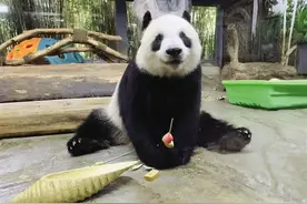 给大熊猫当“保姆”，是一种什么样的体验？图片