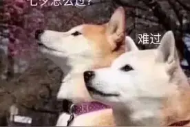 表情包｜你说你的，反正我不听图片