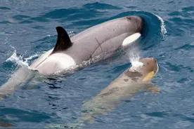 原来阿凡达中的“海怪”真的存在于地球！图片