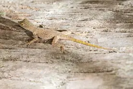 为什么说壁虎进家里是好运要来？壁虎进家里的吉兆有哪里？图片